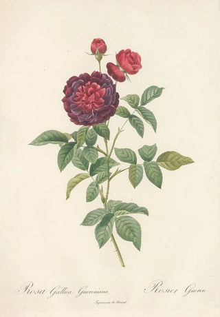 Pierre Joseph Redout - Rosa Gallica Gueriniana.webp
