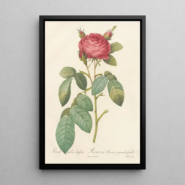 Rosa Gallica Latifolia - Pierre Joseph Redouté — indrammet kunstværk på væggen
