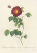 Rosa Gallica Maheka Flore Subsimplici - Pierre Joseph Redouté — visning af kunstværket