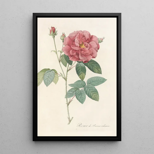 Rosa Gallica Officinalis - Pierre Joseph Redouté — indrammet kunstværk på væggen