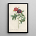 Rosa Gallica Purpurea Velutina - Pierre Joseph Redouté — indrammet kunstværk på væggen