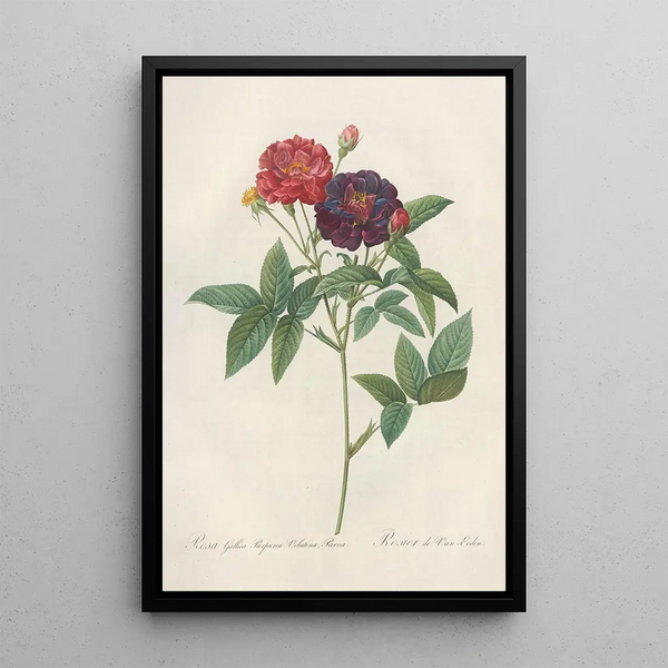 Rosa Gallica Purpurea Velutina - Pierre Joseph Redouté — indrammet kunstværk på væggen