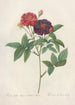 Rosa Gallica Purpurea Velutina - Pierre Joseph Redouté — visning af kunstværket