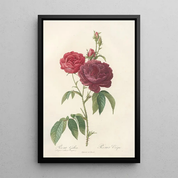 Rosa Gallica Purpuroviolacea Magna - Pierre Joseph Redouté — indrammet kunstværk på væggen