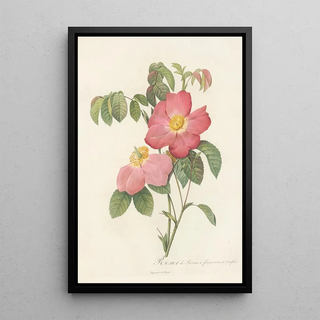 Pierre Joseph Redout - Rosa Gallica Rosea Flore Simplici.webp