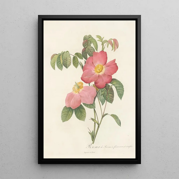 Rosa Gallica Rosea Flore Simplici - Pierre Joseph Redouté — indrammet kunstværk på væggen