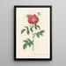 Rosa Gallica Stapeliae Flora - Pierre Joseph Redouté — indrammet kunstværk på væggen
