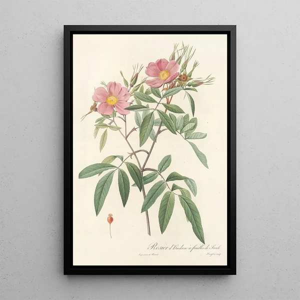 Rosa Hudsoniana Salicifolia - Pierre Joseph Redouté — indrammet kunstværk på væggen