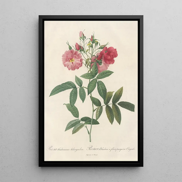 Rosa Hudsoniana Subcorymbosa - Pierre Joseph Redouté — indrammet kunstværk på væggen