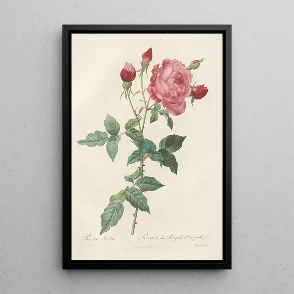 Rosa Indica - Pierre Joseph Redouté — indrammet kunstværk på væggen