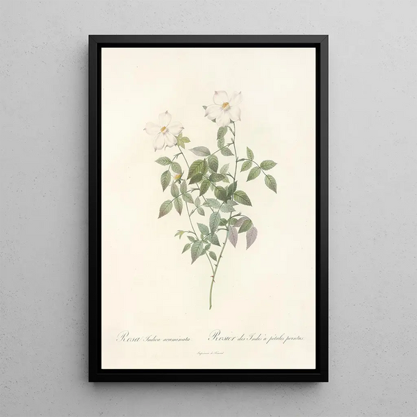 Rosa Indica Acuminata - Pierre Joseph Redouté — indrammet kunstværk på væggen