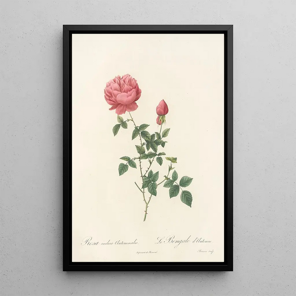 Rosa Indica Automnalis - Pierre Joseph Redouté — indrammet kunstværk på væggen