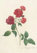 Rosa Indica Caryophyllea Maleri - Pierre Joseph Redouté — visning af kunstværket