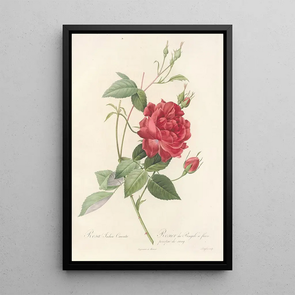 Rosa Indica Cruenta - Pierre Joseph Redouté — indrammet kunstværk på væggen