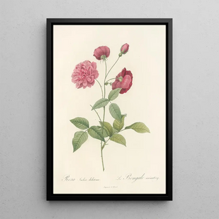 Pierre Joseph Redout - Rosa Indica Dichotoma.webp