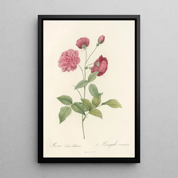 Rosa Indica Dichotoma - Pierre Joseph Redouté — indrammet kunstværk på væggen
