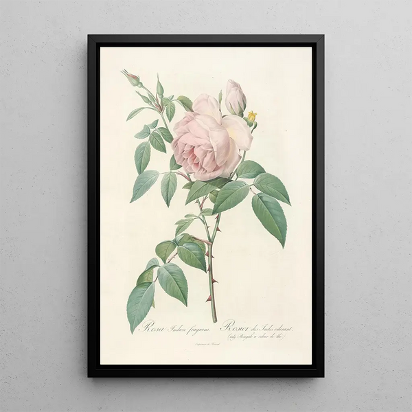 Rosa Indica Fragrans - Pierre Joseph Redouté — indrammet kunstværk på væggen