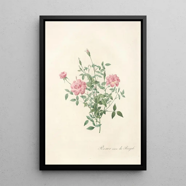 Rosa Indica Pumila - Pierre Joseph Redouté — indrammet kunstværk på væggen