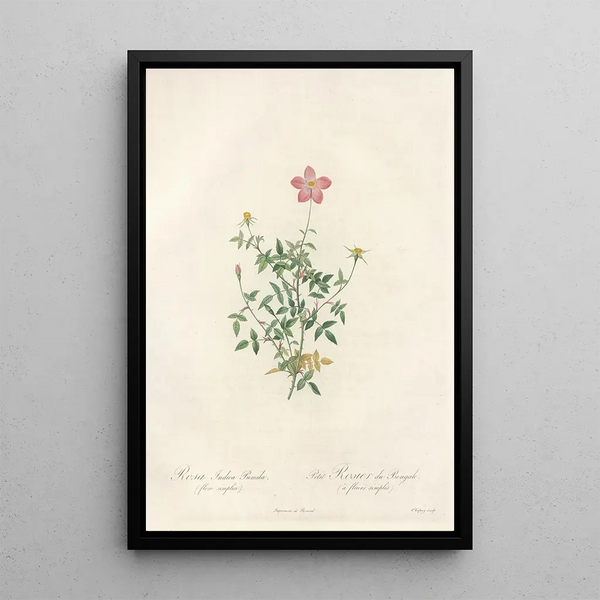 Rosa Indica Pumila Flore Simplici - Pierre Joseph Redouté — indrammet kunstværk på væggen