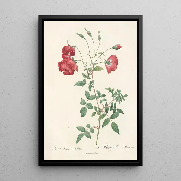 Rosa Indica Sertulata - Pierre Joseph Redouté — indrammet kunstværk på væggen