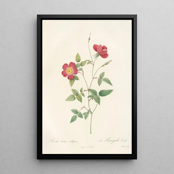 Rosa Indica Stelligera - Pierre Joseph Redouté — indrammet kunstværk på væggen