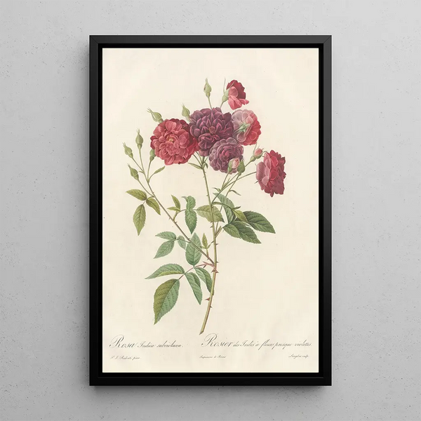 Rosa Indica Subviolacea - Pierre Joseph Redouté — indrammet kunstværk på væggen