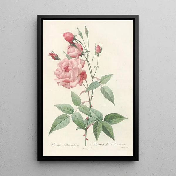 Rosa Indica Vulgaris - Pierre Joseph Redouté — indrammet kunstværk på væggen