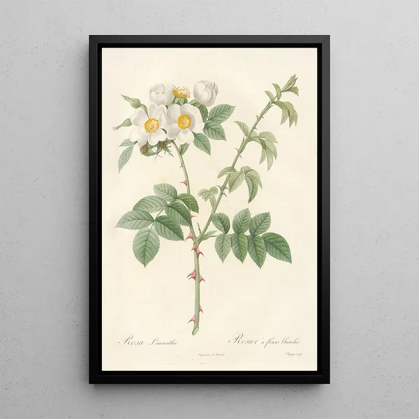 Rosa Leucantha - Pierre Joseph Redouté — indrammet kunstværk på væggen