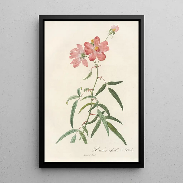 Rosa Longifolia - Pierre Joseph Redouté — indrammet kunstværk på væggen