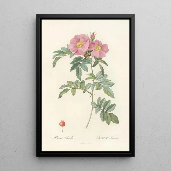 Rosa Lucida - Pierre Joseph Redouté — indrammet kunstværk på væggen