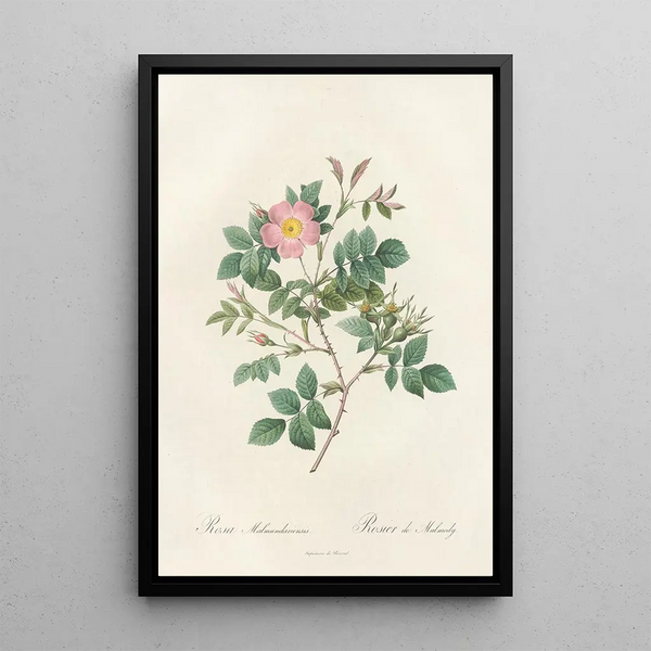 Rosa Malmundariensis - Pierre Joseph Redouté — indrammet kunstværk på væggen
