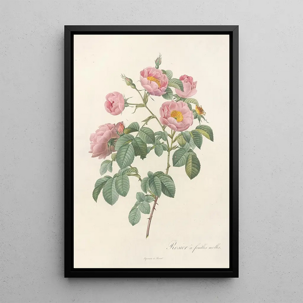 Rosa Mollissima Flore Submultiplici - Pierre Joseph Redouté — indrammet kunstværk på væggen