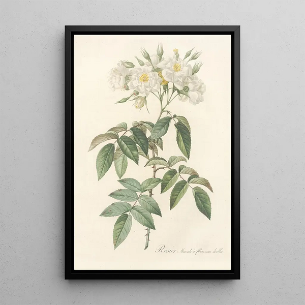 Rosa Moschata Flore Semi-Pleno - Pierre Joseph Redouté — indrammet kunstværk på væggen
