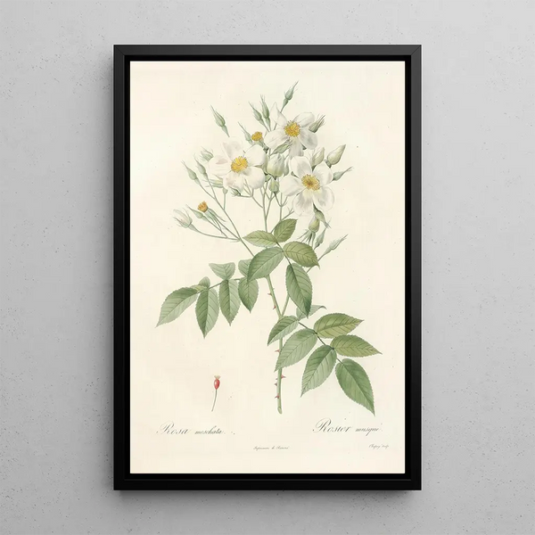 Rosa Moschata - Pierre Joseph Redouté — indrammet kunstværk på væggen