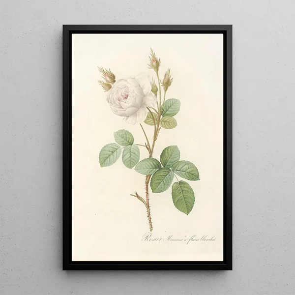 Rosa Muscosa Alba - Pierre Joseph Redouté — indrammet kunstværk på væggen