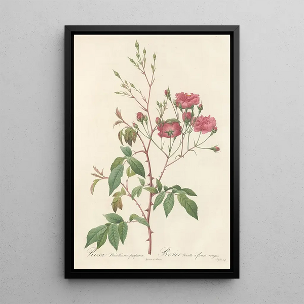 Rosa Noisettiana Purpurea - Pierre Joseph Redouté — indrammet kunstværk på væggen