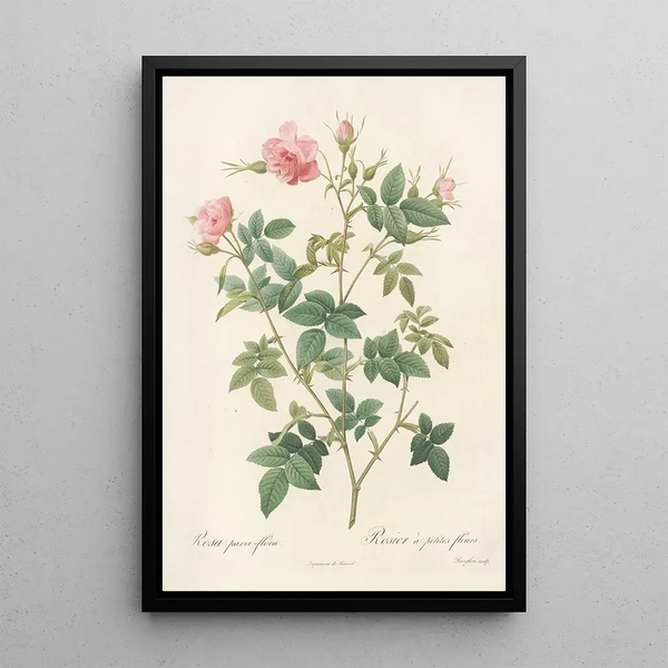 Rosa Parviflora Var Flore Multiplici - Pierre Joseph Redouté — indrammet kunstværk på væggen