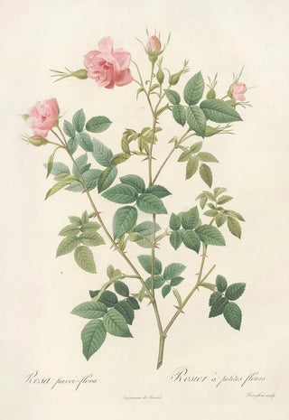 Pierre Joseph Redout - Rosa ParviFlora Var Flore Multiplici.webp
