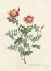Rosa Pimpinellifolia Flore Variegato - Pierre Joseph Redouté — visning af kunstværket