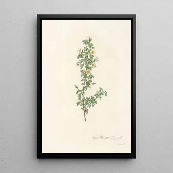 Rosa Pimpinellifolia Pumila - Pierre Joseph Redouté — indrammet kunstværk på væggen