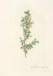 Rosa Pimpinellifolia Pumila - Pierre Joseph Redouté — visning af kunstværket