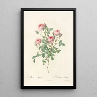 Pierre Joseph Redout - Rosa Pomponia.webp