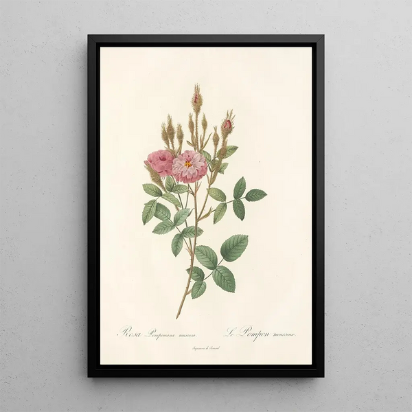 Rosa Pomponiana Muscosa - Pierre Joseph Redouté — indrammet kunstværk på væggen