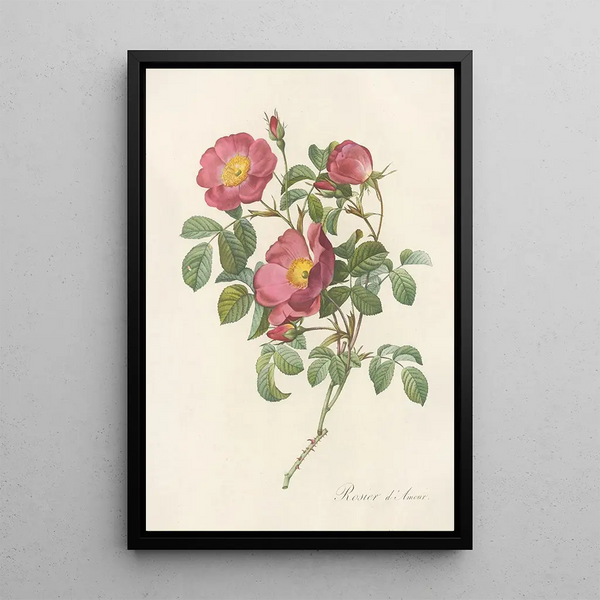 Rosa Pumila - Pierre Joseph Redouté — indrammet kunstværk på væggen
