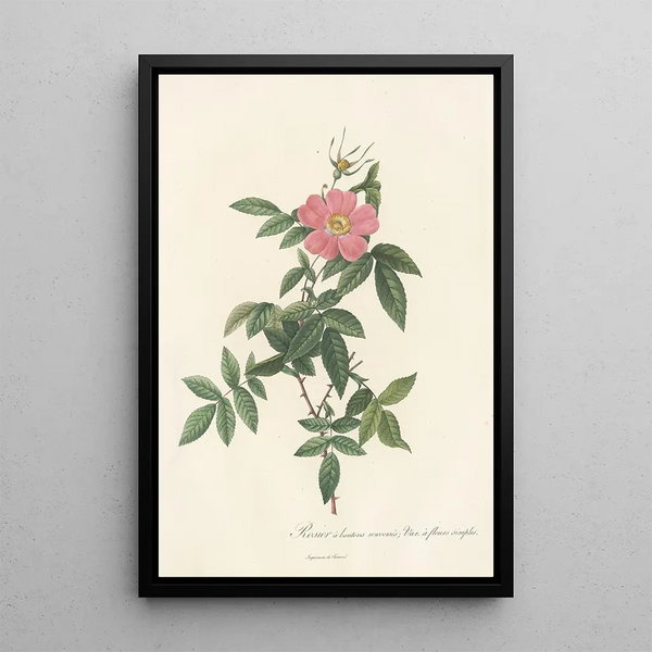 Rosa Reclinata Flore Simplici - Pierre Joseph Redouté — indrammet kunstværk på væggen