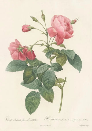 Pierre Joseph Redout - Rosa Reclinata Flore Sub Multiplici.webp