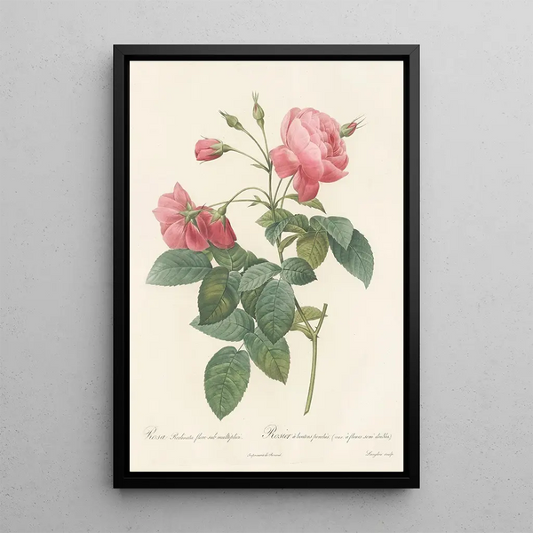 Rosa Reclinata Flore Submultiplici Maleri - Pierre Joseph Redouté — indrammet kunstværk på væggen