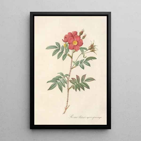 Rosa Redutea Rubescens - Pierre Joseph Redouté — indrammet kunstværk på væggen