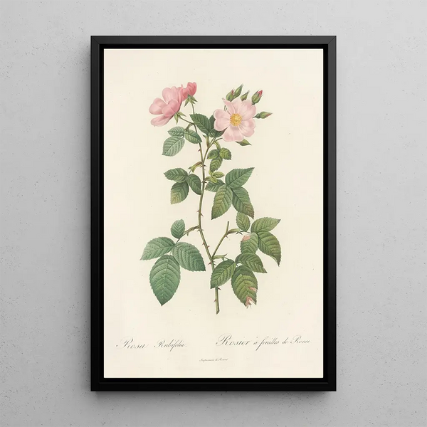 Rosa Rubifolia - Pierre Joseph Redouté — indrammet kunstværk på væggen