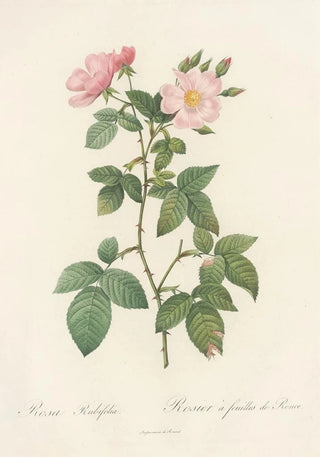 Pierre Joseph Redout - Rosa Rubifolia.webp
